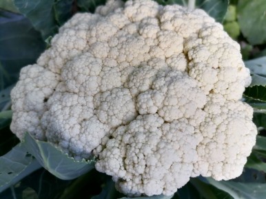 ��� �������� �������� ������ ������� �������: �������� �������