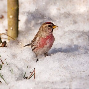 ����� � ��������� ����. ���� ������� ���������� �������������� �� ����������� ����� ������������� � MAX