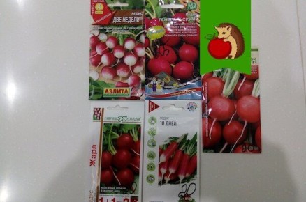 Ошибки, которые мешают редису расти в теплице