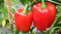 Как собрать рекордный урожай сладкого перца: секреты успешного агронома
