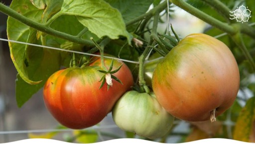 Как защитить томаты от опасных вредителей: советы для садоводов