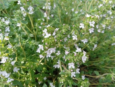 Чудо из сада: секреты популярности тимьяна обыкновенного