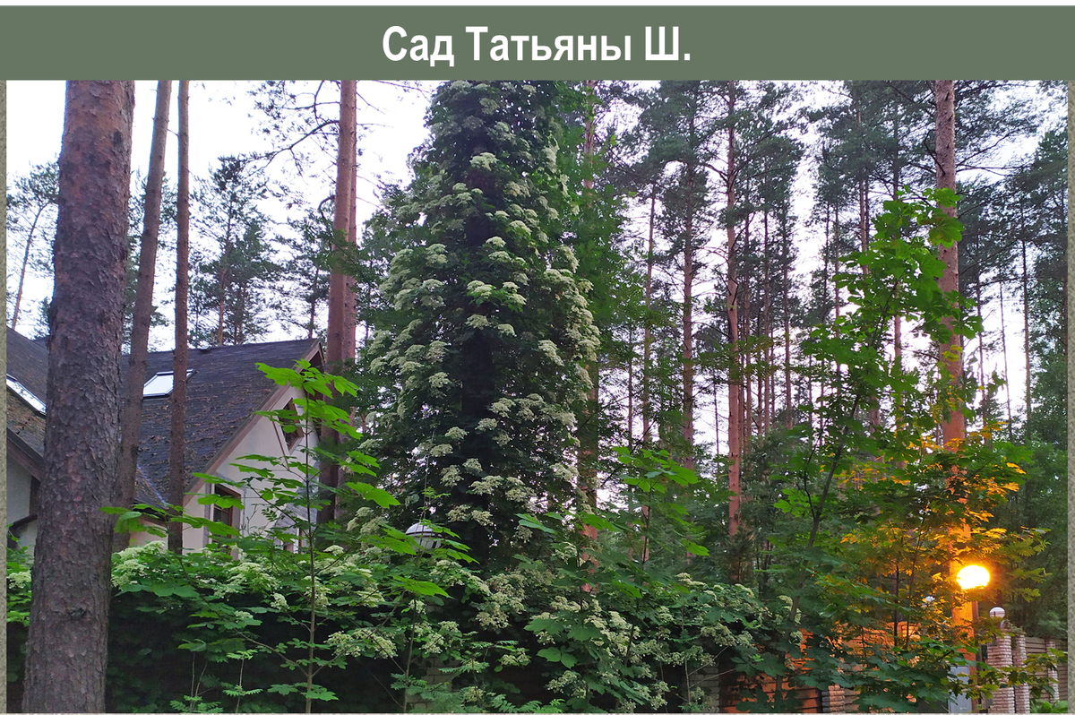 Гортензия черешковая: очарование, которому вы не устоите