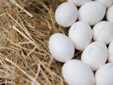 Как сварить яйца, чтобы они легко чистились