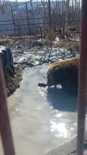 Медведица Маша купается в бассейне