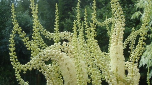 Клопогон: Растение, которое отпугивает клопов