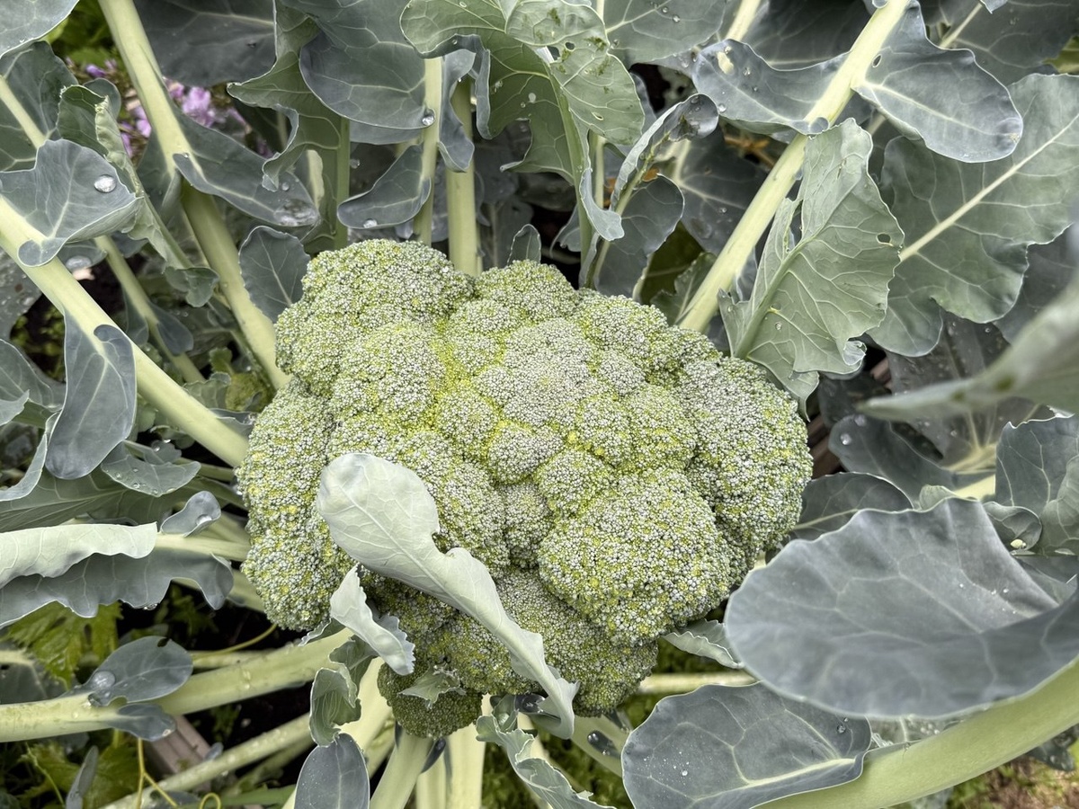 Брокколи: секреты успешного выращивания и вкусной готовки