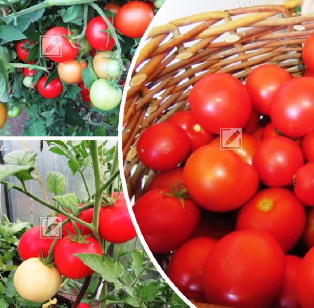 ������ � �������: ��� �������� ���������� � �������� ��������