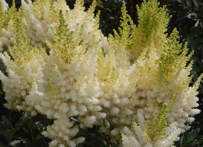 ��������: ������� ��������� ����������� ��� ������ ����