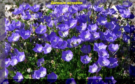 Почвопокровные растения: как создать живую мульчу для защиты своего сада