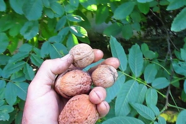 Выращивание грецкого ореха Великан: советы по уходу и урожаю