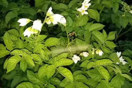 Срезать или оставить: Полемика о цветах картофеля