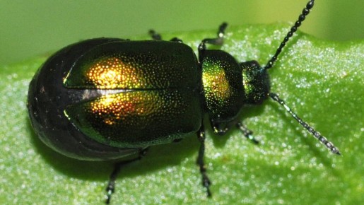 ����������� ������� ������ � ������������ �������