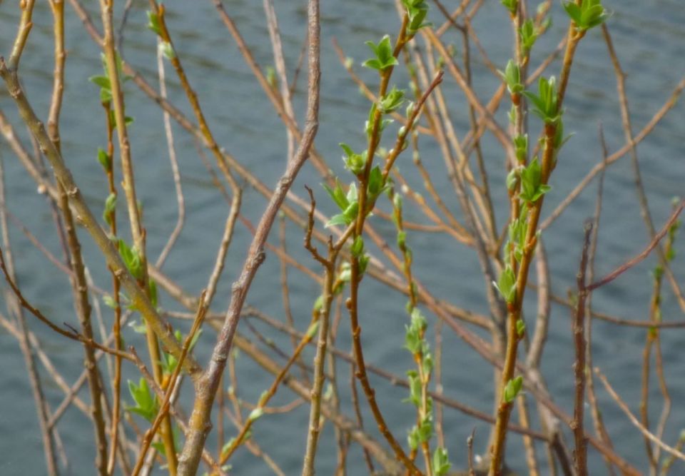 ����������� ������� � ��������� ������� ������� ���������