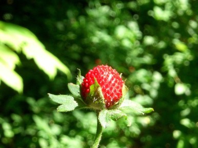 ������ ��� ��� ��������: ��� ��������� ������ � ������� �������� ��������