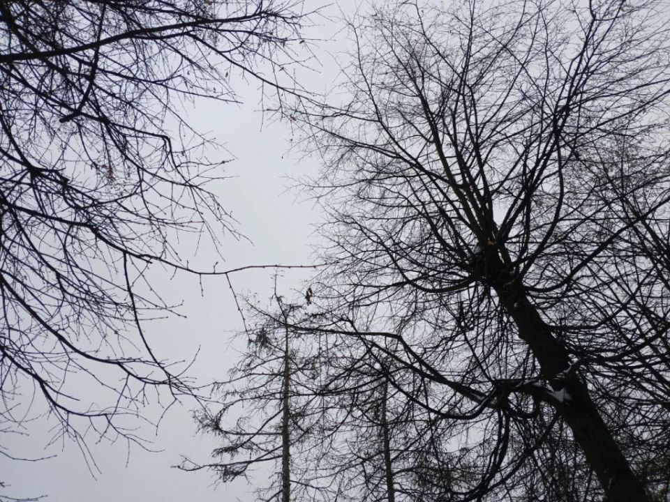 � ���� ��� ��������� �������� ����� ��� ������������