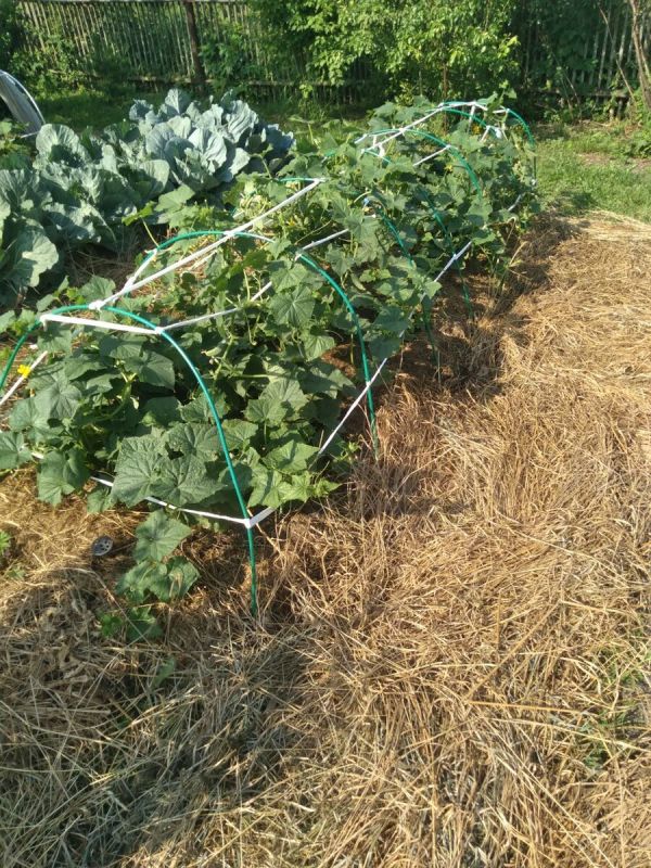 ������: ���� � ����������, ������� ����� �����