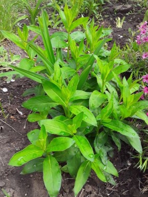 ��� ������ ���������, ���������� ������������ � ����c���