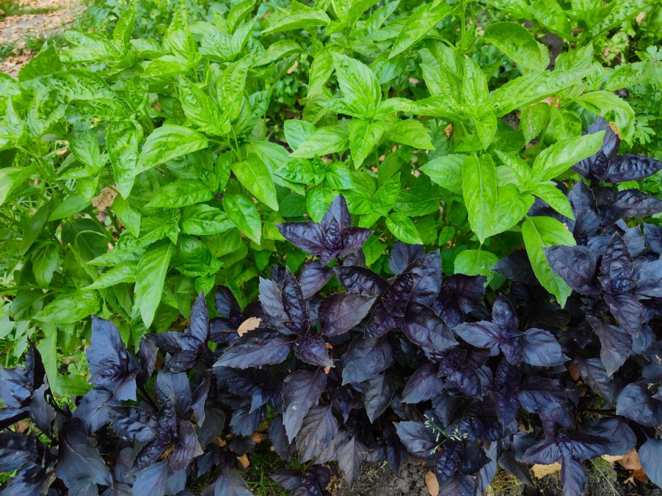 ������ ����: ���� �� ������ ��������� �� ������ ���