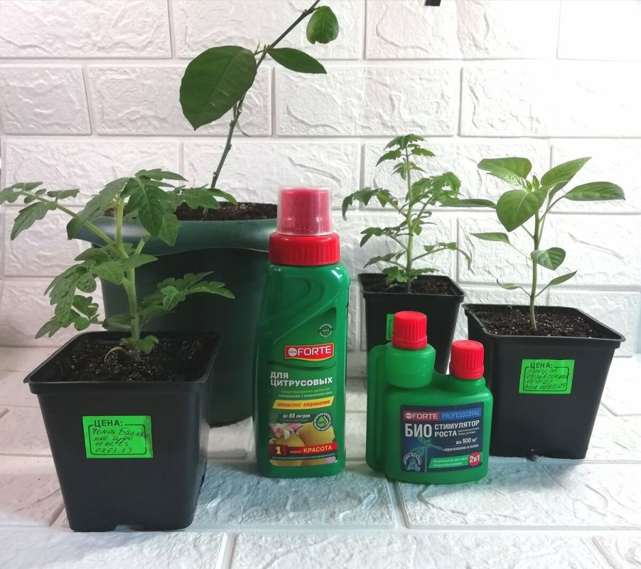 ��������� ������� ��������� �������: ��������� ������� �� Bona Forte