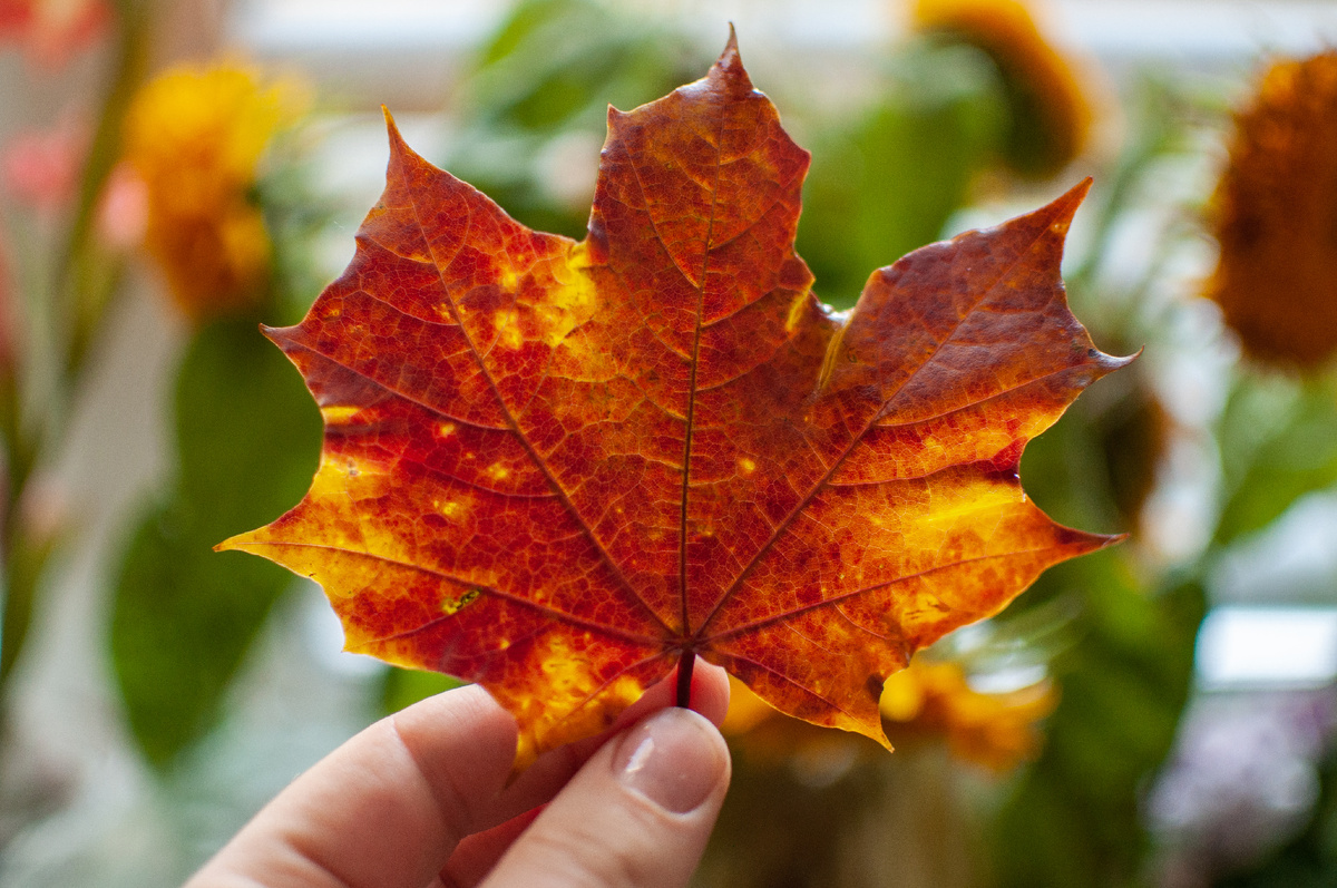 Осенние кулинарные вдохновения: традиционные рецепты и творческие поделки