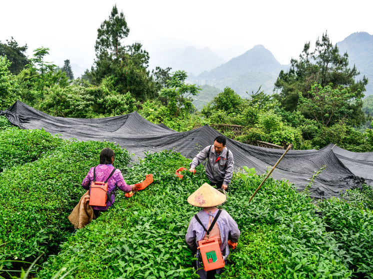 Как зеленый чай матча облегчает симптомы аллергии