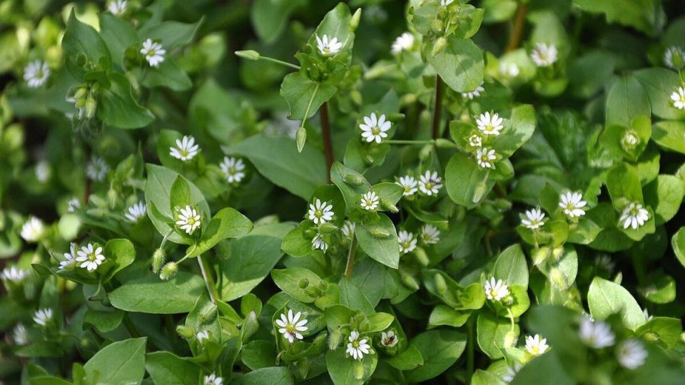 ������������: ����������� ������� � ������ � ���������