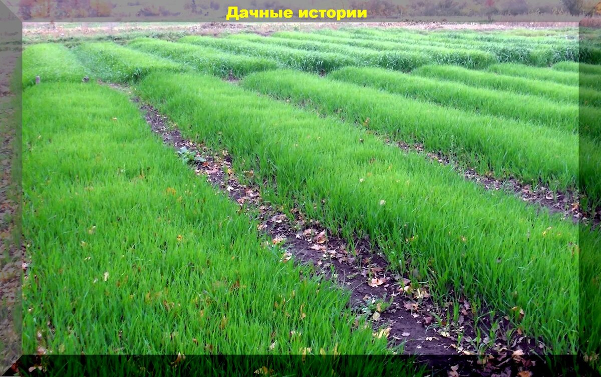 Сидеральные культуры: секреты их использования на вашем участке