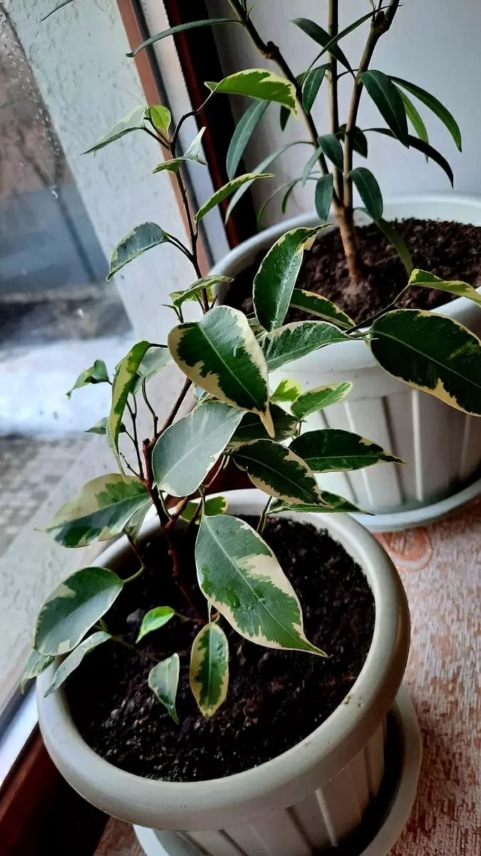 Когда весна еще не пришла, а подоконники уже заполнены цветами