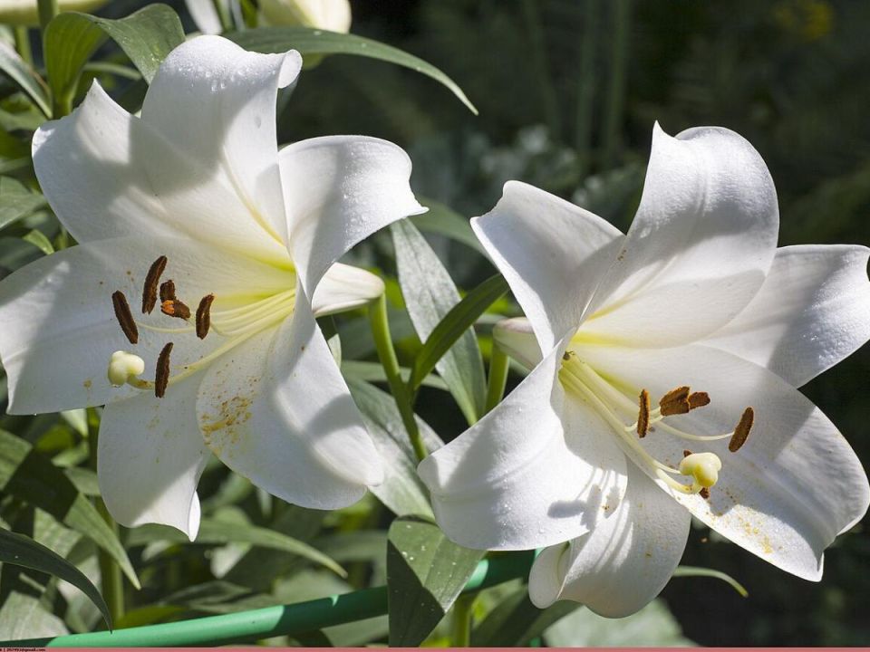 ������� ��������� �����: ��� ����� ������ � ����� ����� ����