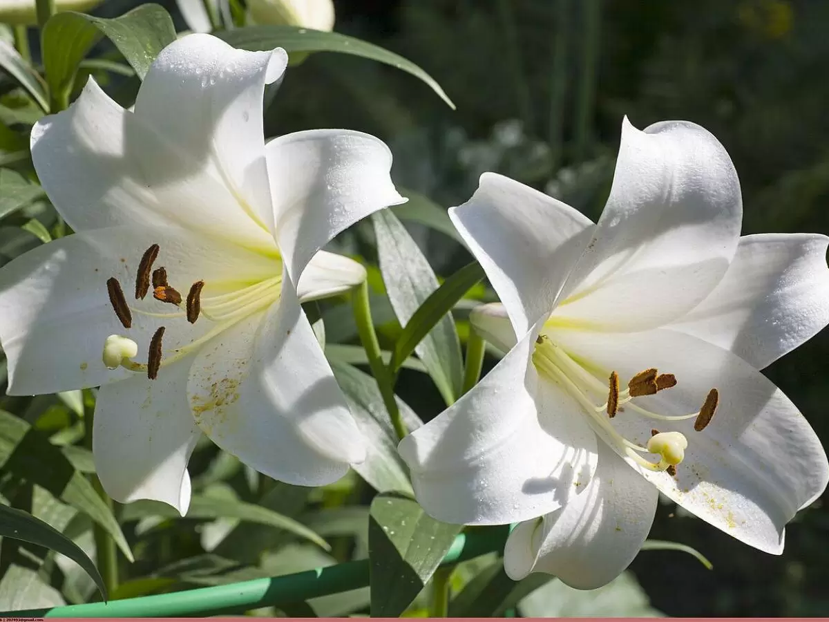 Секреты идеальных клумб: как лилии цветут в любое время года