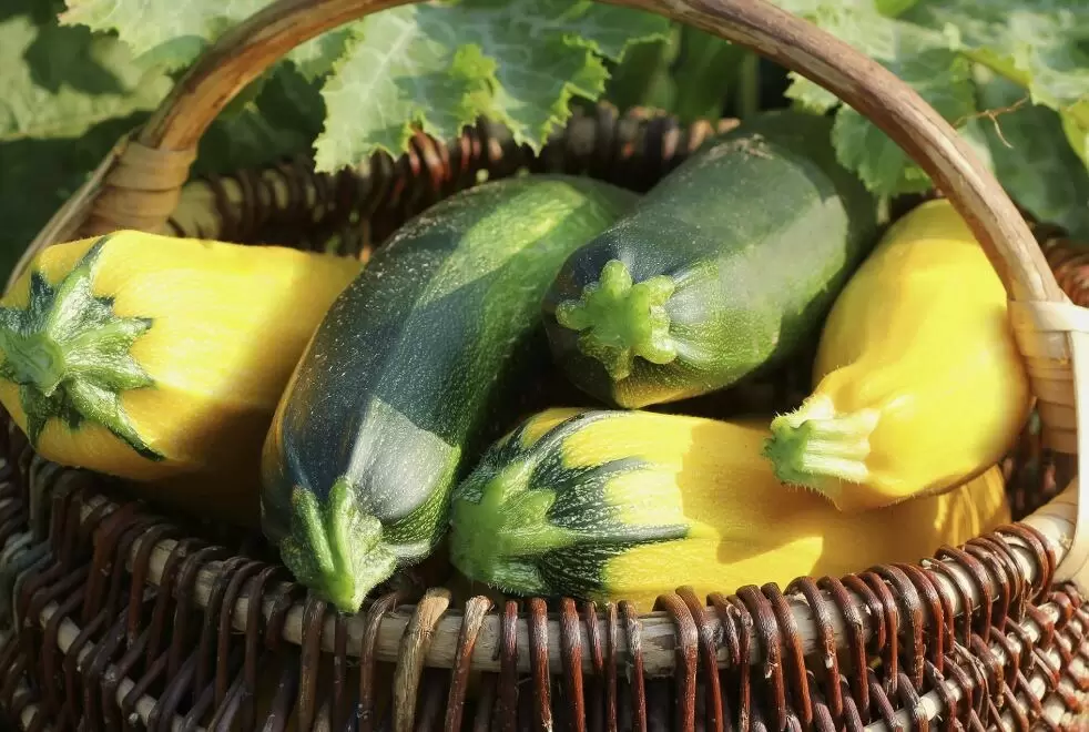 Способы долго сохранять свежесть кабачков