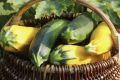 Способы долго сохранять свежесть кабачков