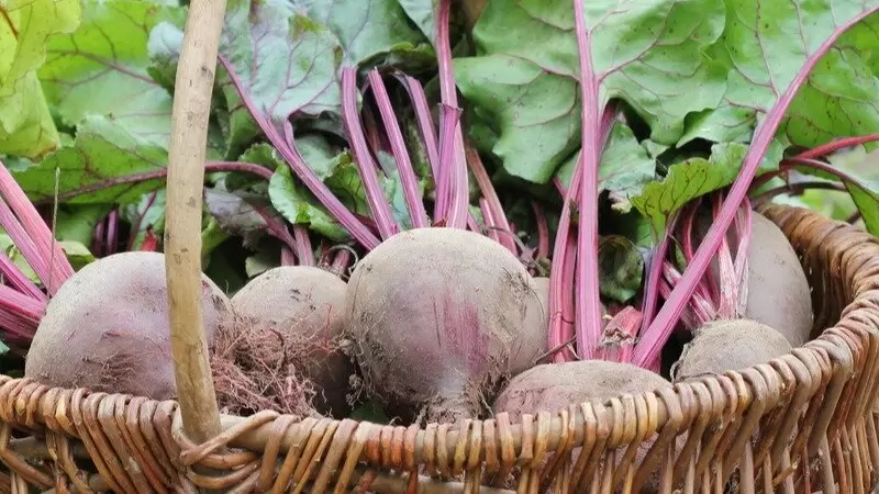 Как заботиться о свекле, чтобы избежать покраснения листьев и улучшить урожай