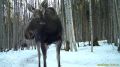 Лоси попали на видео в калужском лесу