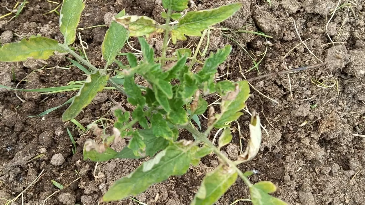 Томаты в ямах: как один нестандартный метод спасает урожай в июле