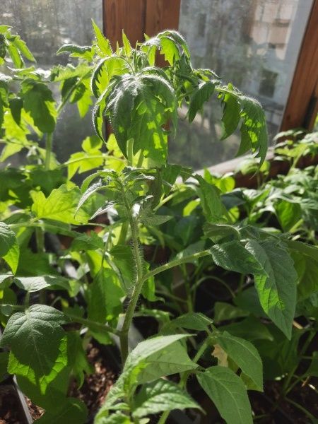 ��� ��������� ��������� �� �������� � ������: ������� ��������� �����