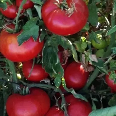 Томат Буран: Идеальный выбор для огородников всех мастей