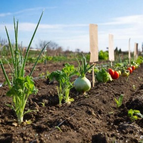 Рассаду не спешат: причины замедления роста и пути к спасению