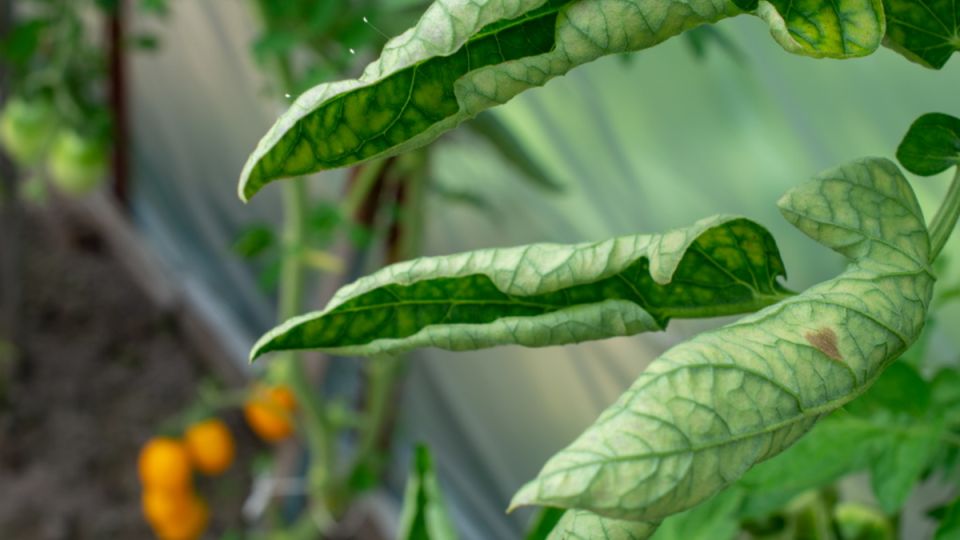 ������� ��������� ����������� �������: ��� �������� ���������������� ������