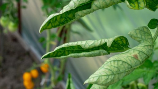 ������� ��������� ����������� �������: ��� �������� ���������������� ������