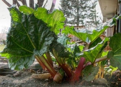 Полезные свойства и предостережения: ревень в нашем рационе