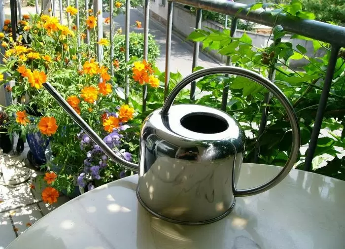 Секреты летнего цветника: какие цветы посеять в июле, чтобы удивить всех