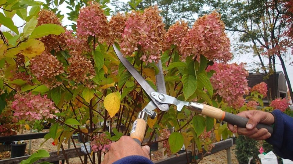 ��� ��������� ����������� ��� � ����: ������� ������� ������������� � ������������