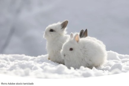 ��� ������������ � �������� � ������ ������: ������ �� ��������� � ���������