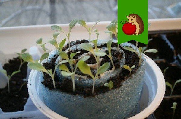 ��� ������� ������� �������: ��� ������� ������