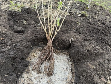 ��� ��������� �������� ������ ���������: ������ � ������������