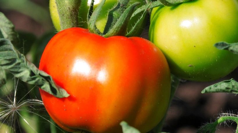 ��� �������� ���������� ���������: ������� � ������ ��� ��������