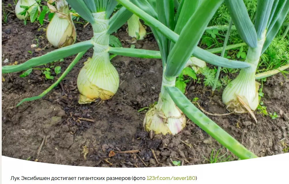 Выращивание лука Эксибишен: секреты успешного урожая