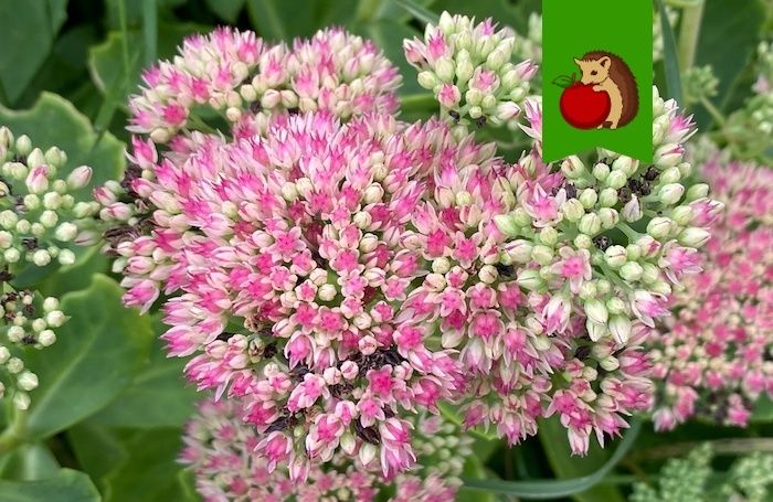 ������ ������ � ��������� ����� ��� ������ �������